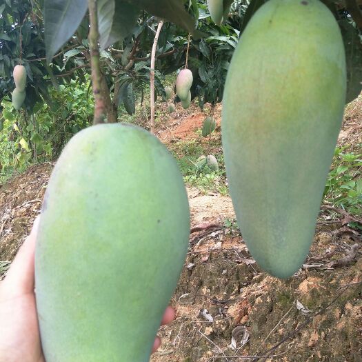 灵山县金煌芒果苗 产量高，果大