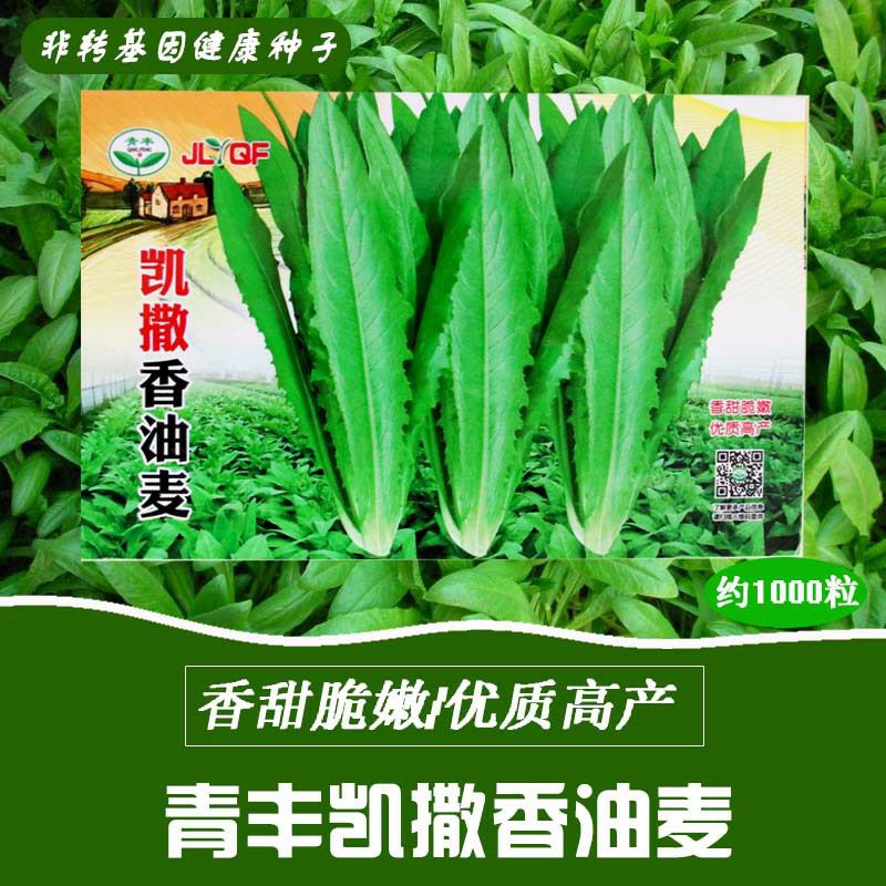 南靖县 凯撒香油麦 四季油麦菜种子批发 庭院阳台盆栽蔬菜种子蔬菜种子