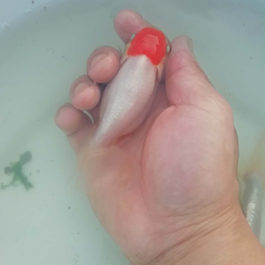 鹅头红金鱼活体
