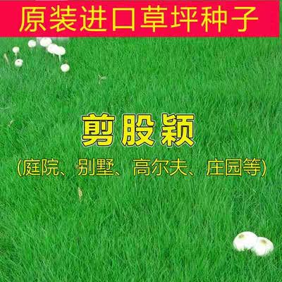  高档草坪种子 剪股颖种子 原装种子 发芽率高