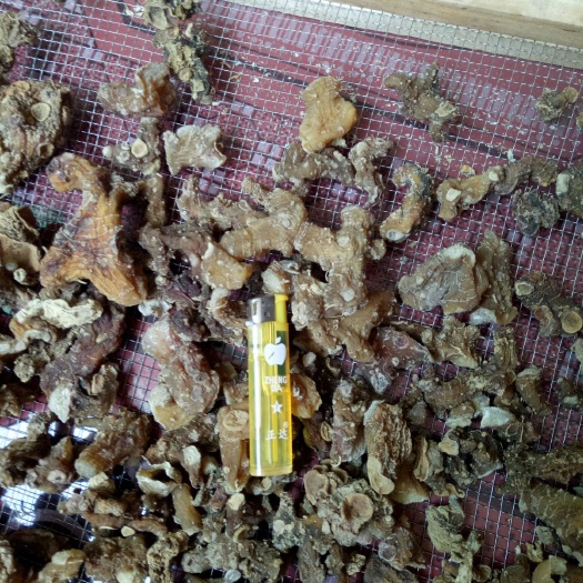 垫江姜形黄精 (提前预定)，诚信经营，统干货个子，无硫