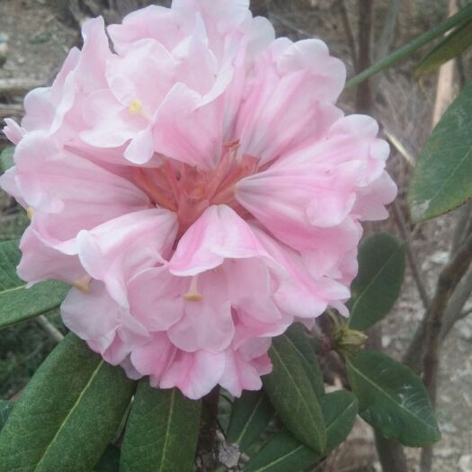 文县 土蜂蜜，野生百花蜜