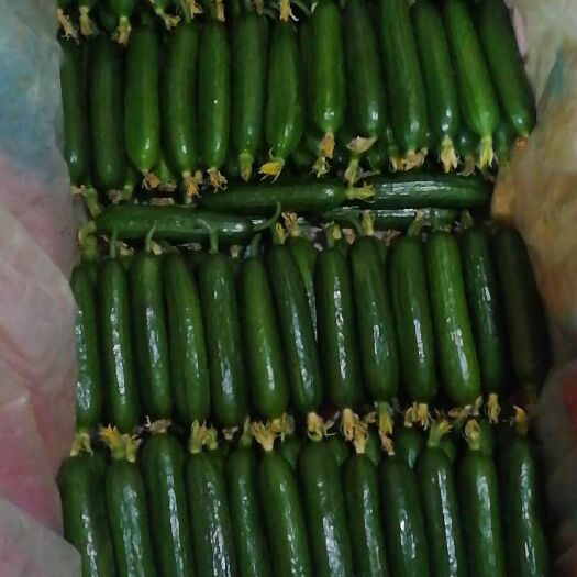 寿光市寿光水果黄瓜， 荷兰水果小黄瓜，日供30000斤