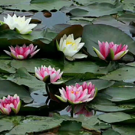 安新县睡莲 花色多，成活率高，价格公道，多购从优