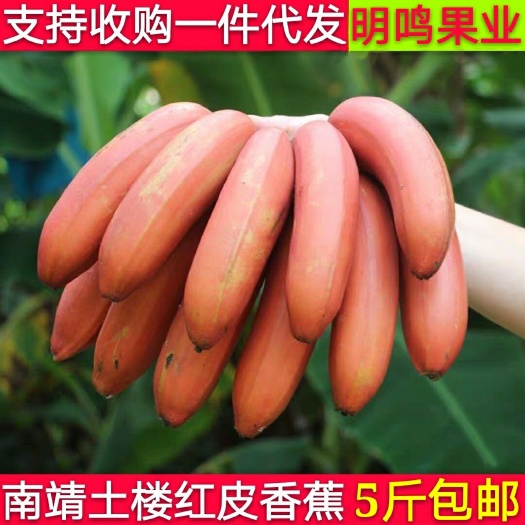 漳州 红皮香蕉 土楼新鲜美人红香蕉水果火龙蕉非小米蕉1箱5斤包邮