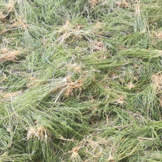 灵台县百蕊草 125一公斤