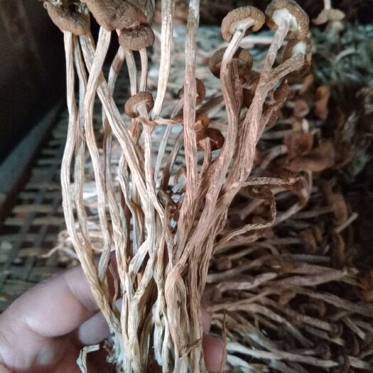 屏南县古田茶树菇 6~8cm 未开伞 干茶树菇