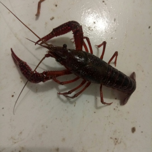 海阳市 小龙虾