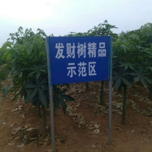 合浦县 大量卖发财树