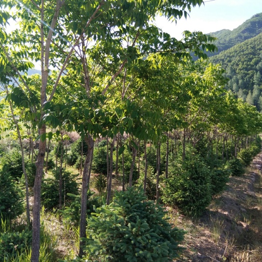 隆化县 黄柏，树皮可入药，也可用于景区:居民区:道路两测绿化。