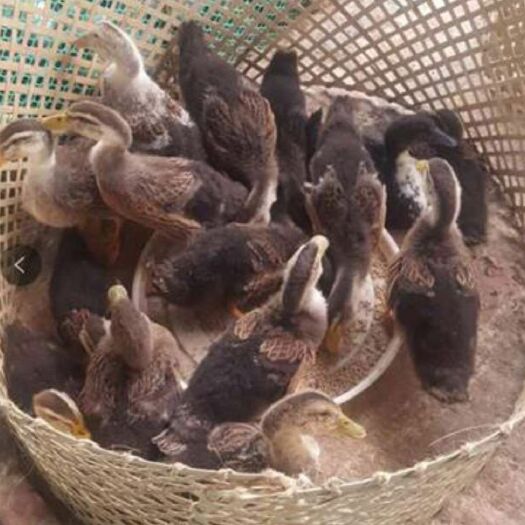 南宁 脱温杂交鸭苗 18日龄苗 混合苗