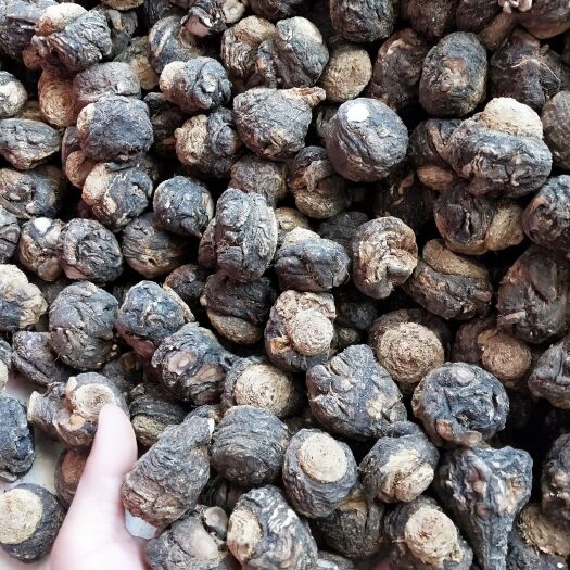 昆明黑玛咖 玛卡压果