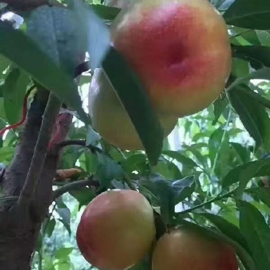 无锡 阳山水蜜桃