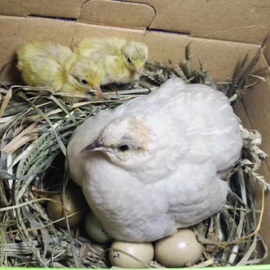 泗洪县芦丁蛋 芦丁鸡食用蛋