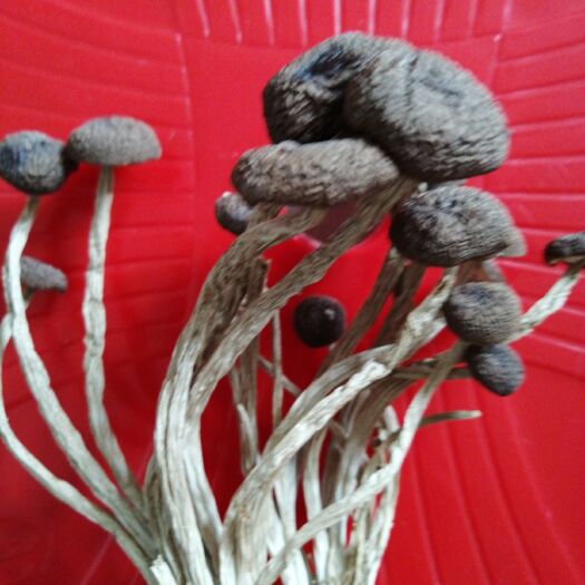 邵武市广昌5号茶树菇 10~12cm 未开伞 干茶树菇