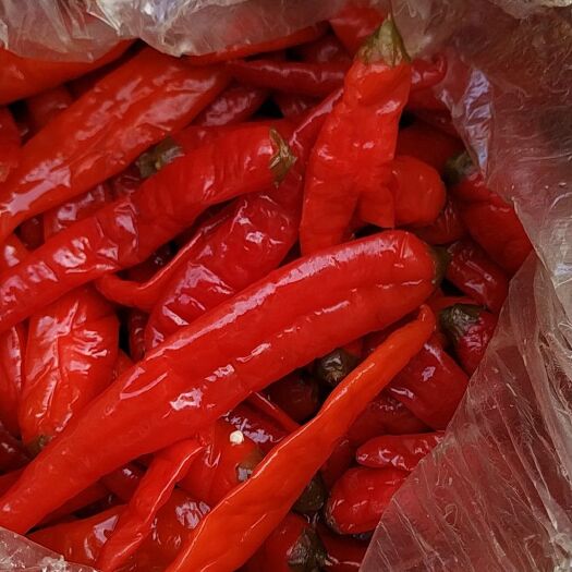 重庆市鲜泡椒  肉厚（去年）