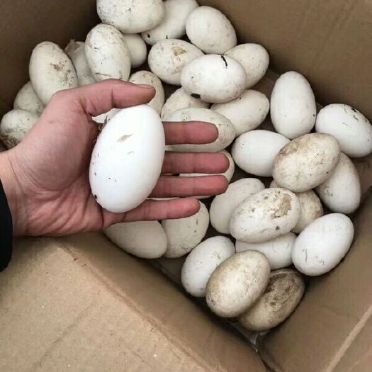 沈阳 鲜鹅蛋