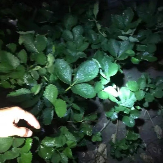 莱阳市 甜宝草莓苗！预售