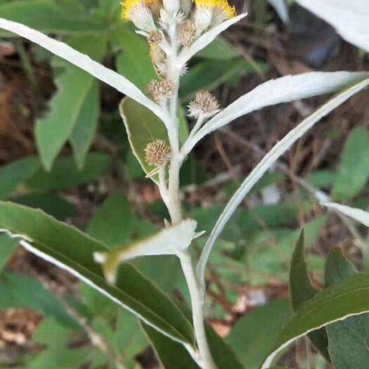 大姚县其它全草类  羊耳菊 毛柴胡
