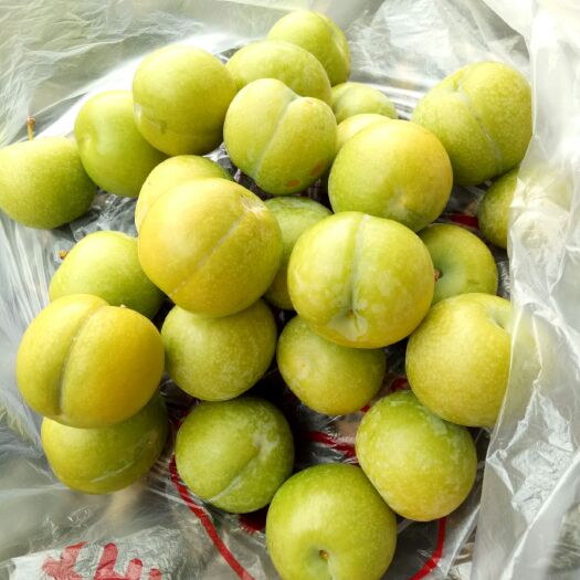镇宁县 蜂糖李上市嘞！需要的联系。