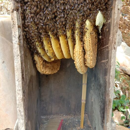 广南县土蜂蜜绿色食品剂.山里散养