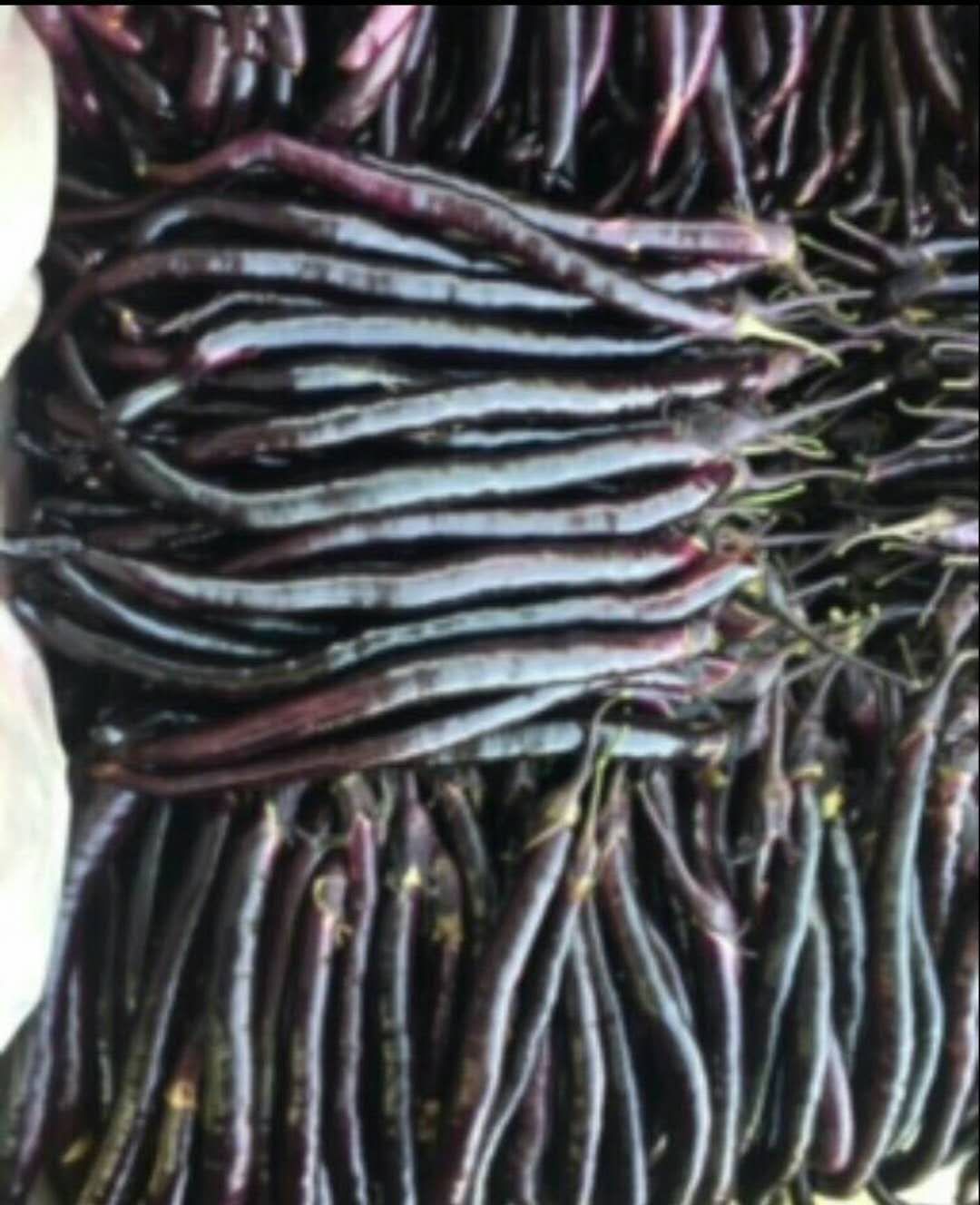 精品线茄，杭茄，大量有货