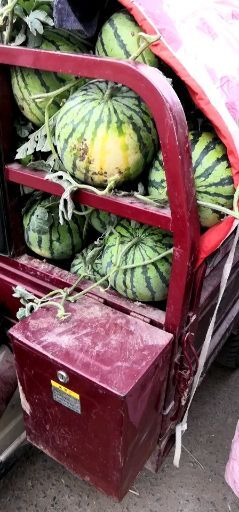 郯城县精品西瓜