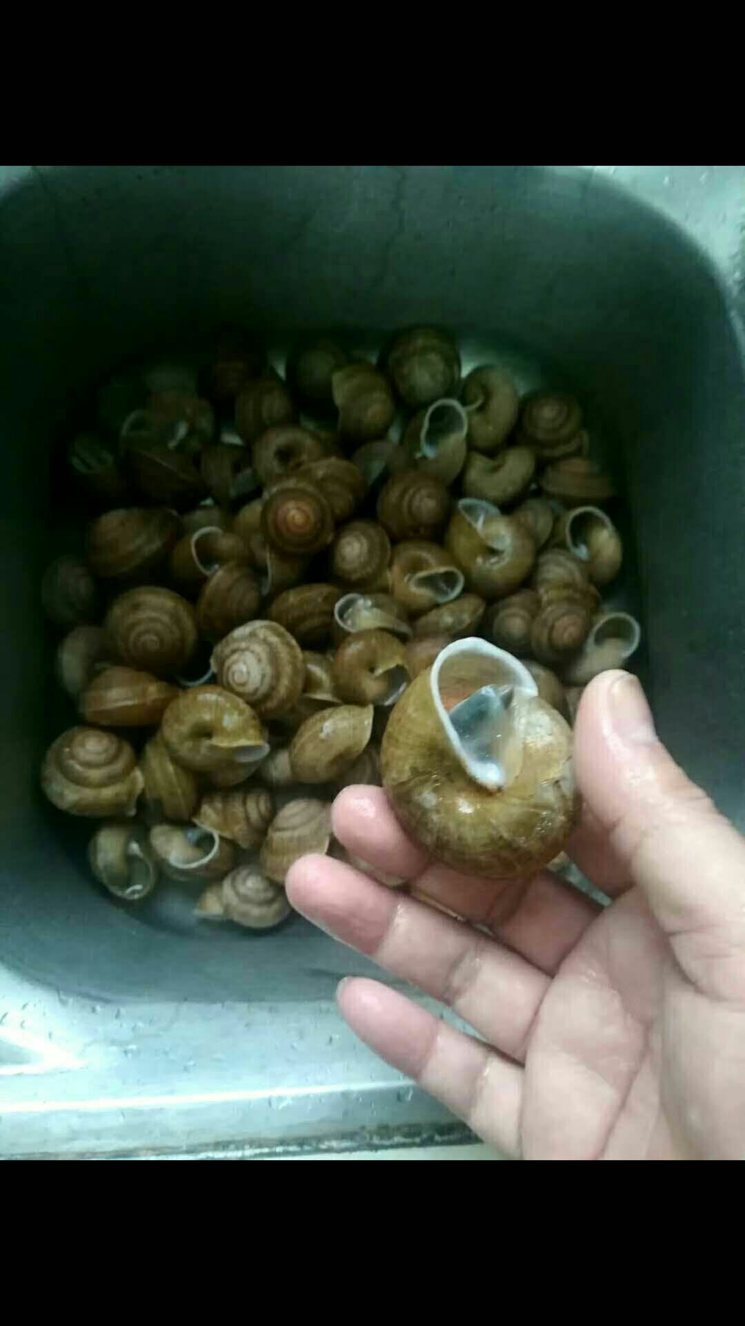 ţ