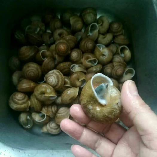 南宁白玉蜗牛