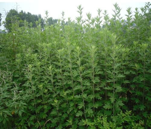 洛阳蕲艾 艾草基地大量供应