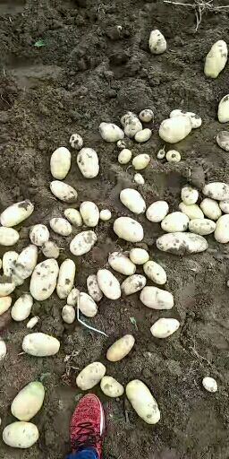 滕州土豆 滕州马铃薯