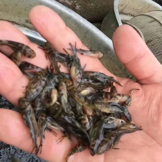 眉山 杂交黄颡鱼苗黄腊丁