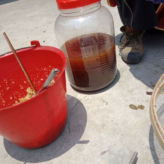 盈江县中华蜜蜂 大树林里的大树洞蜂蜜