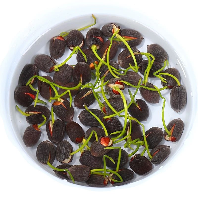  【碗莲水培植物四季室内盆栽小型水养莲花睡莲花种子水生荷花种籽