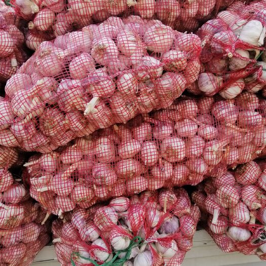 杞县 河南杞县，大蒜品质好，价格低