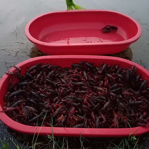 句容市 精品小龙虾，个大肉肥，789钱大量上货，600亩塘口，