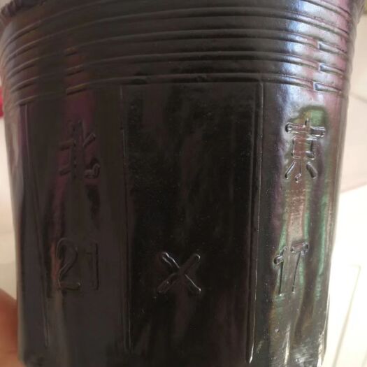 花盆 育苗营养杯21×17/一件2000个实尺口径17.5高14/