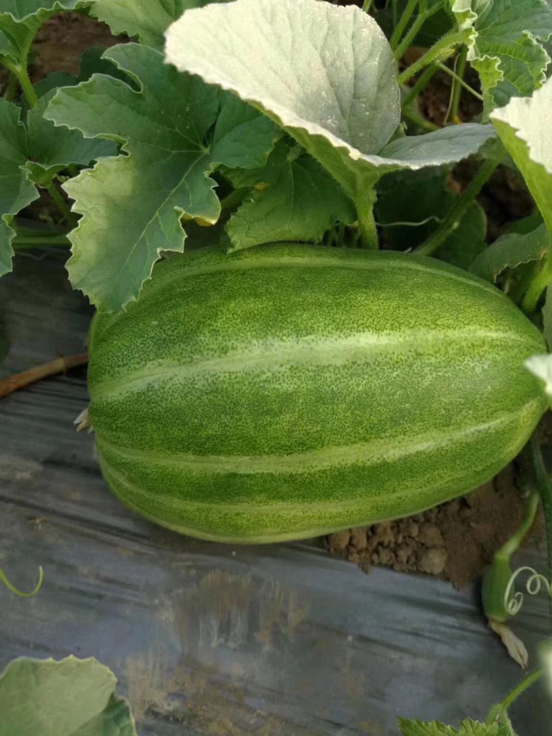 白玉甜瓜 定于6月12日上午9点，在槐木农贸市场内，举办开园节