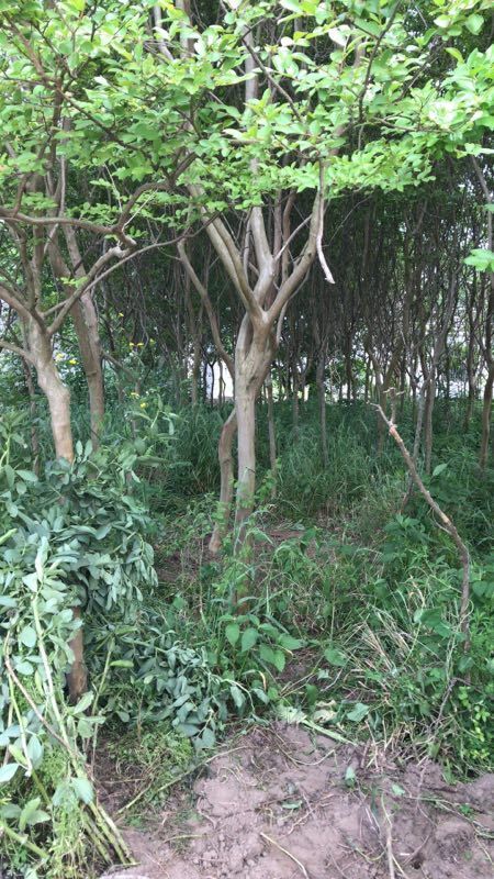 盐城 谁知道红花紫薇树小苗哪里多？    地径2公分紫薇树小苗价格
