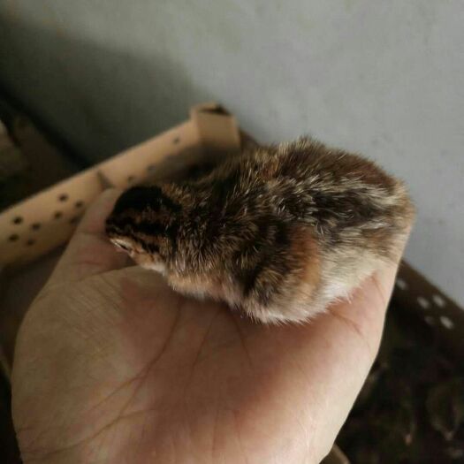 广州 珍珠鸡苗