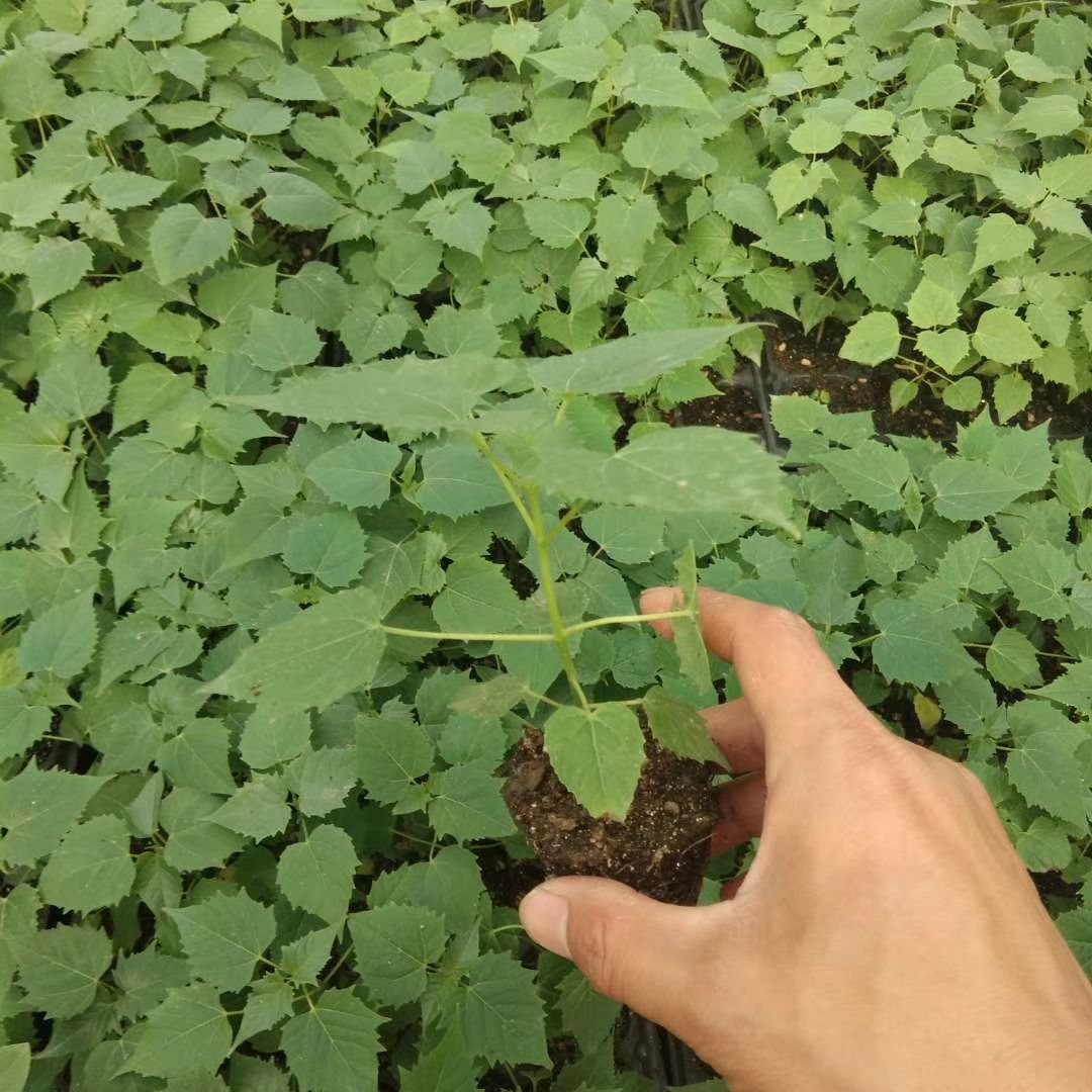 速生楸树苗楸树小苗价格，河南楸树繁育基地