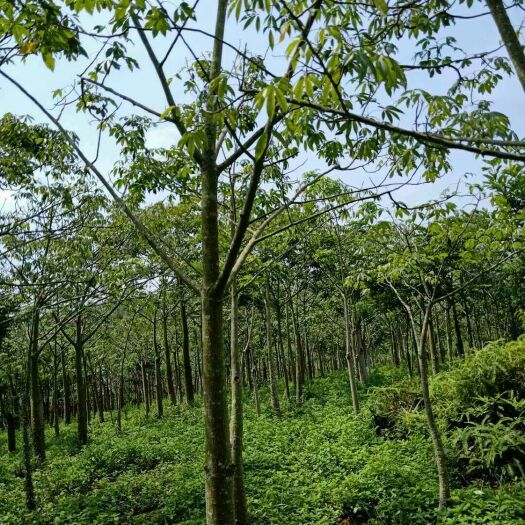 钦州 本苗场有8~20公分的美丽异木棉，2000棵左右，需要出售