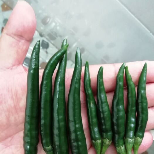 个旧市 云南青辣椒上市了