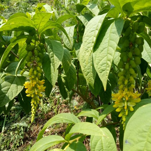 恭城县黄花倒水莲  种苗 黄花参 倒吊黄 观音串种苗大量供应