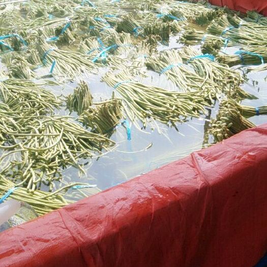 枝江市 精品长豆角