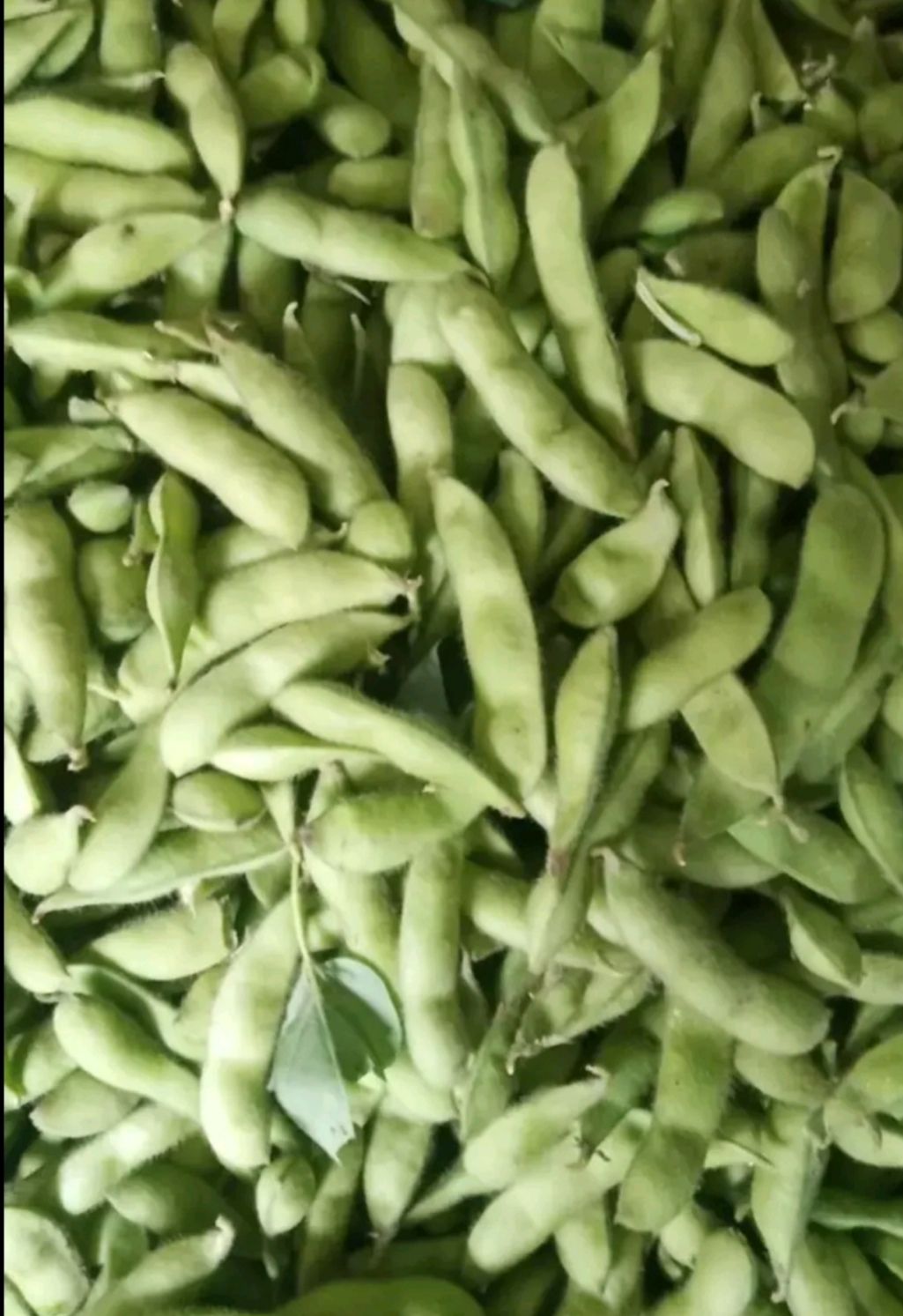  毛豆