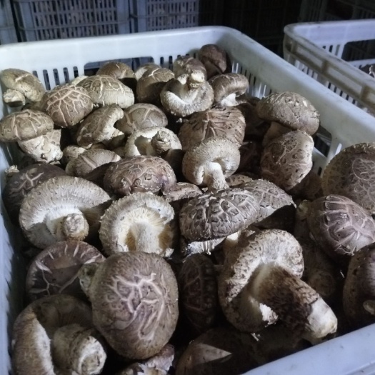 平顺县 天然大棚种植香菇，808大花菇