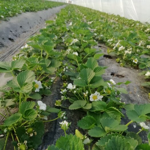 兴安县优质草莓苗供应，提供技术欢迎实地考察，合作共赢。