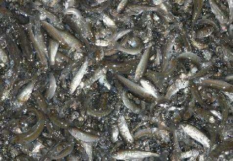 竹溪县草鱼苗 各類魚苗批發