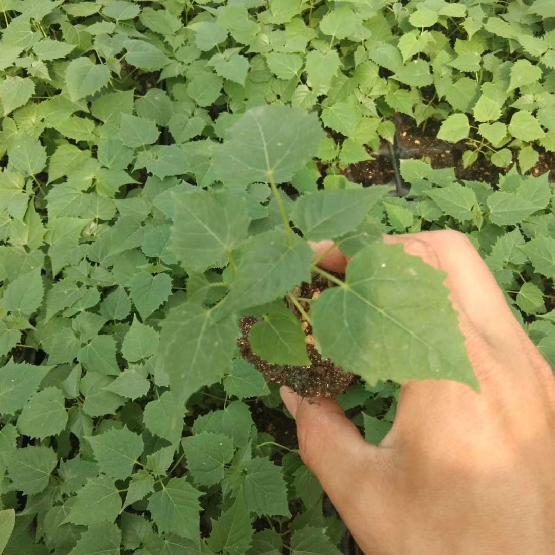 速生楸树苗楸树小苗价格，河南楸树繁育基地